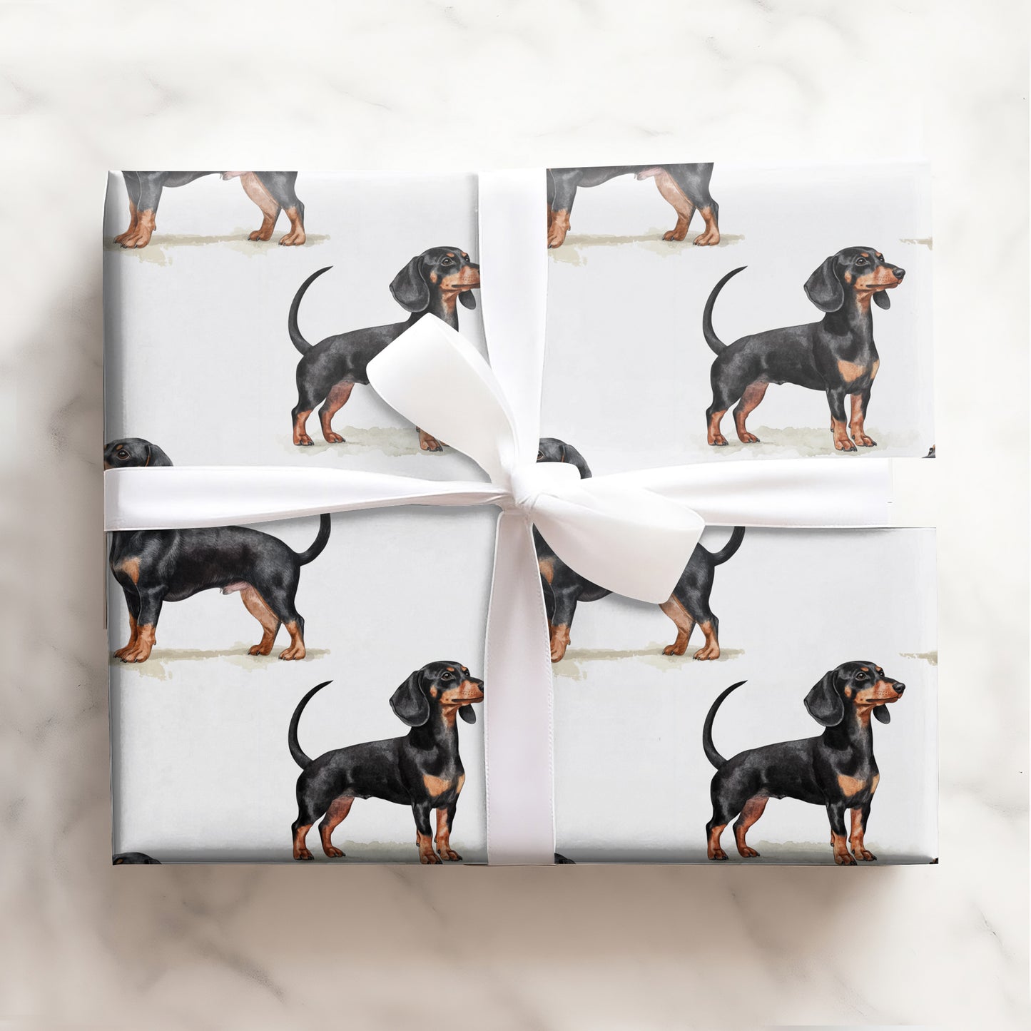 Dachshund