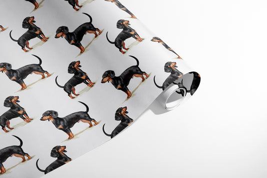 Dachshund