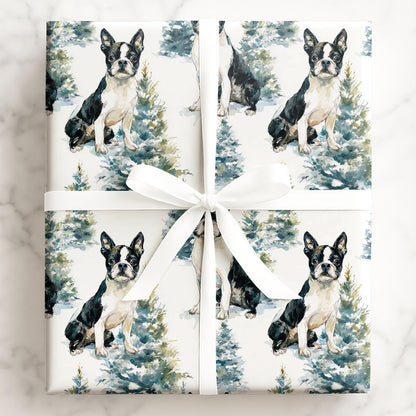 Frosty Boston Terrier