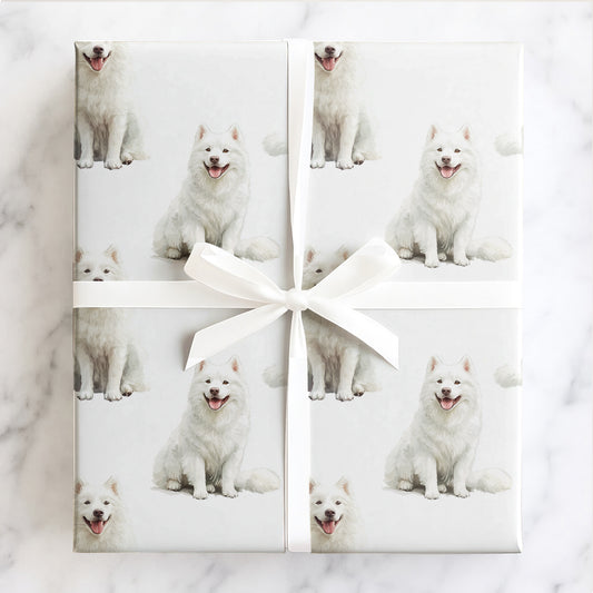 Samoyed