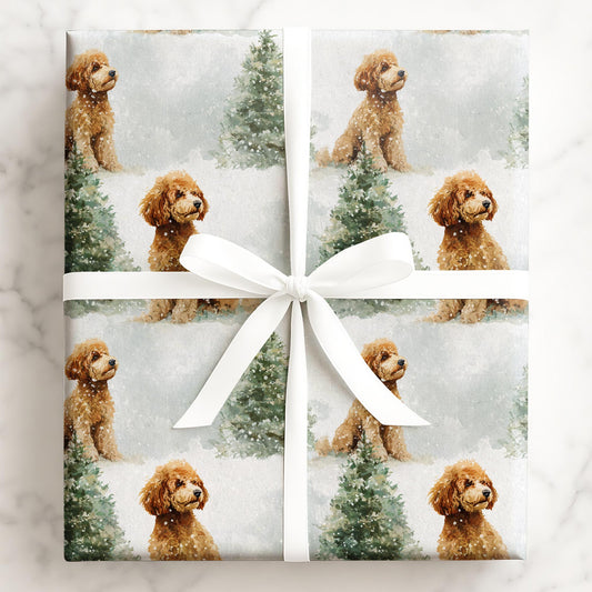 Snowy Labradoodle